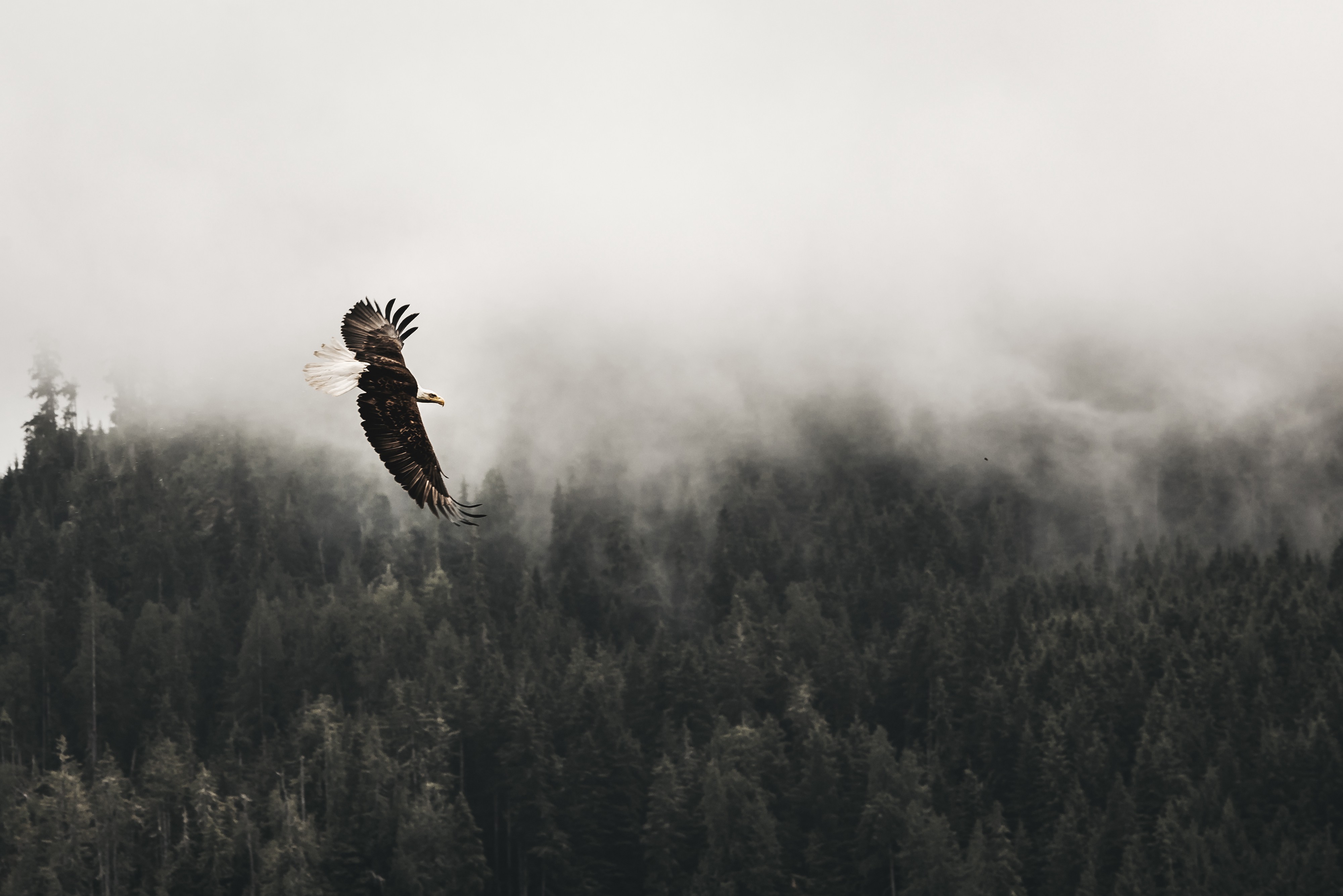 Eagle flying over mist with mastery
